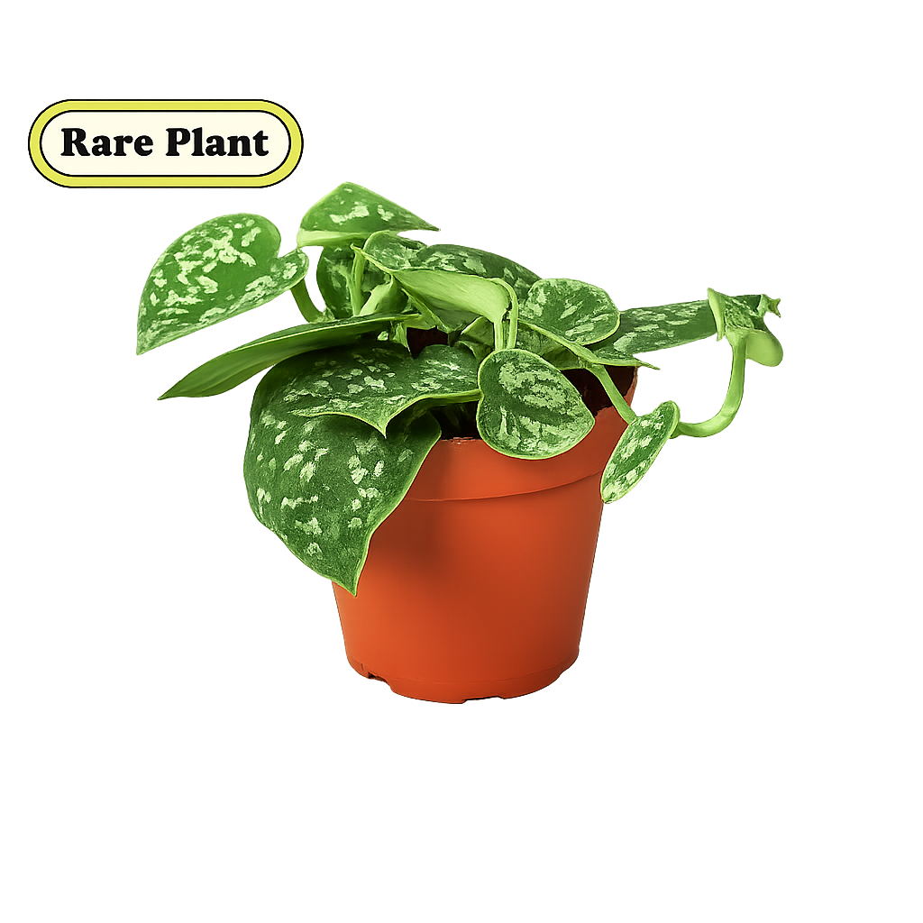Pothos 'Satin'