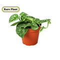 Pothos 'Satin'