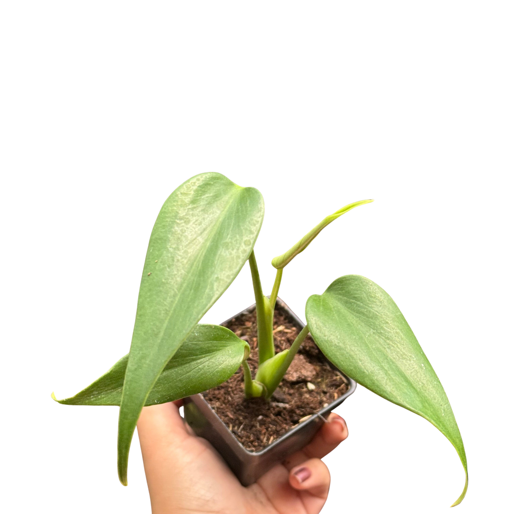 Monstera Burle Marx Flame